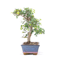 Chinesische Ulme 'Zelkova parvifolia'