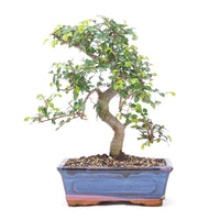 Chinesische Ulme 'Zelkova parvifolia'
