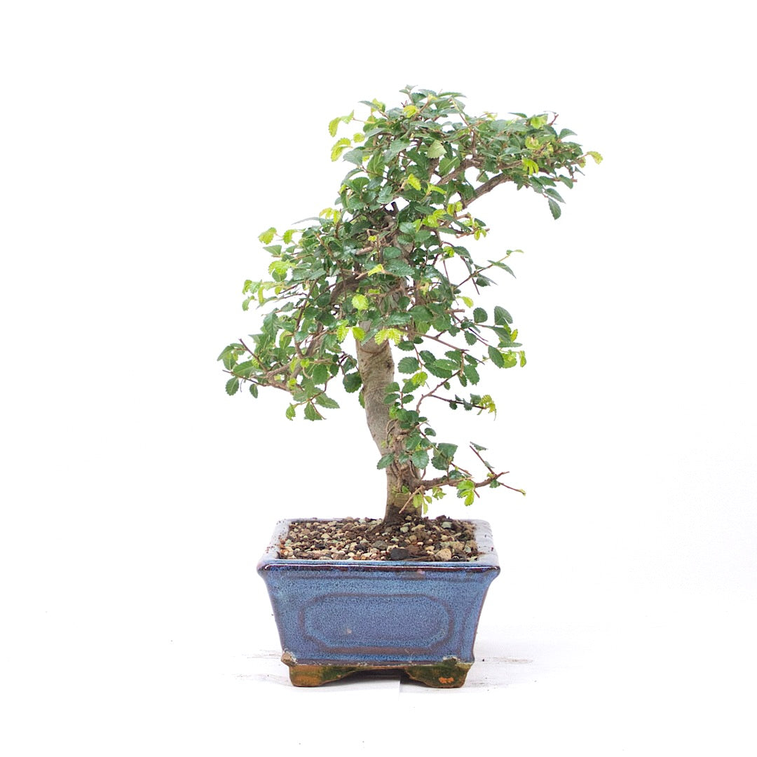 Chinesische Ulme 'Zelkova parvifolia'
