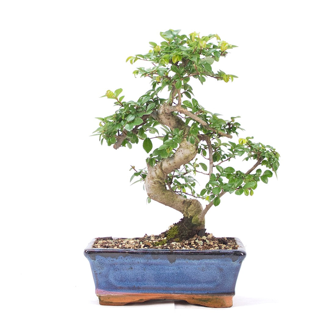 Chinesische Ulme 'Zelkova parvifolia'