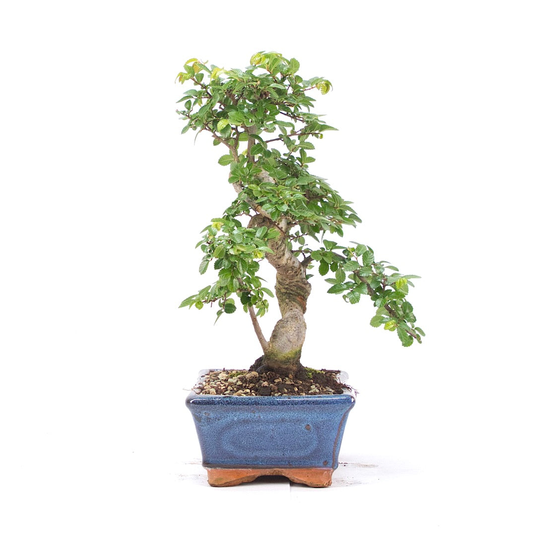 Chinesische Ulme 'Zelkova parvifolia'