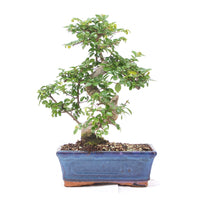 Chinesische Ulme 'Zelkova parvifolia'