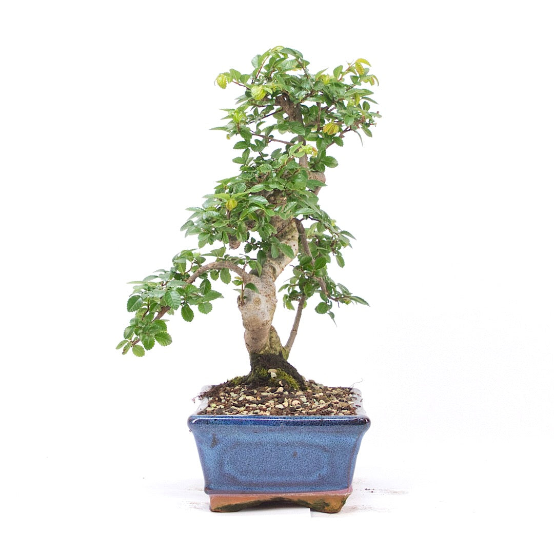 Chinesische Ulme 'Zelkova parvifolia'
