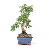 Chinesische Ulme 'Zelkova parvifolia'