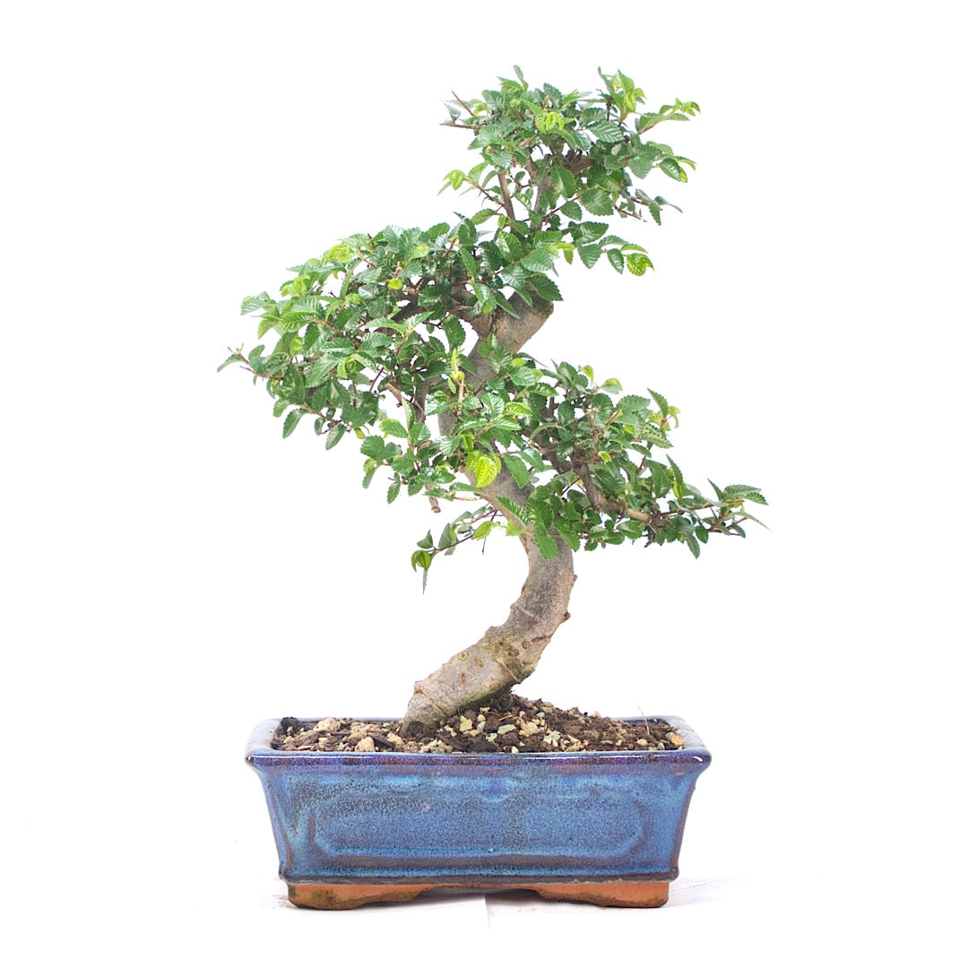 Chinesische Ulme 'Zelkova parvifolia'