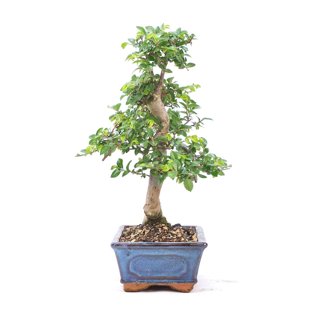 Chinesische Ulme 'Zelkova parvifolia'