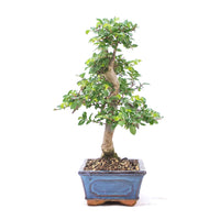 Chinesische Ulme 'Zelkova parvifolia'