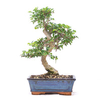 Chinesische Ulme 'Zelkova parvifolia'