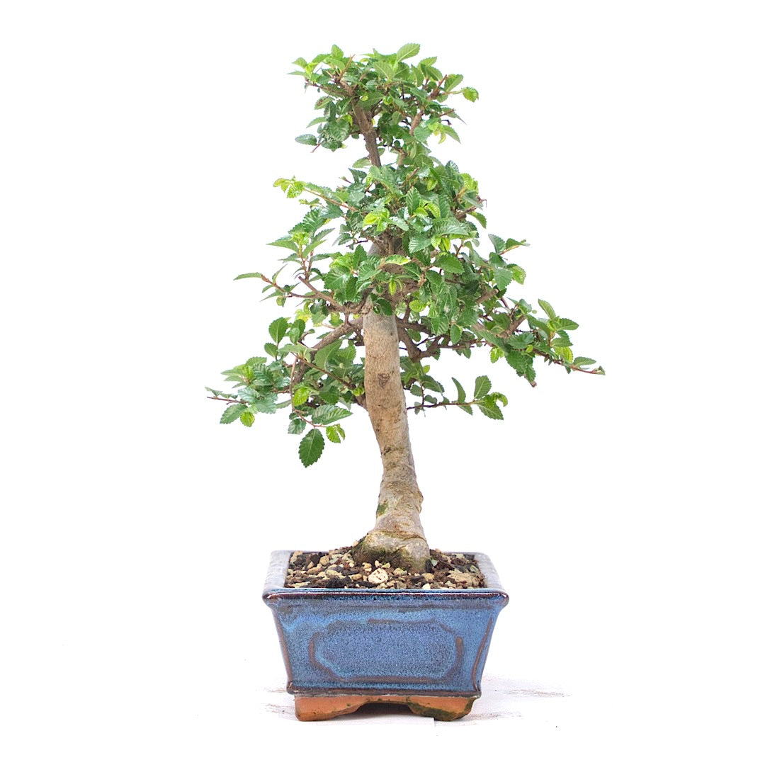Chinesische Ulme 'Zelkova parvifolia'