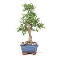 Chinesische Ulme 'Zelkova parvifolia'