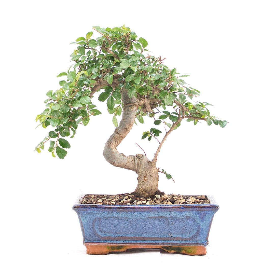 Chinesische Ulme 'Zelkova parvifolia'