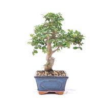 Chinesische Ulme 'Zelkova parvifolia'