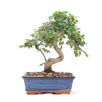 Chinesische Ulme 'Zelkova parvifolia'