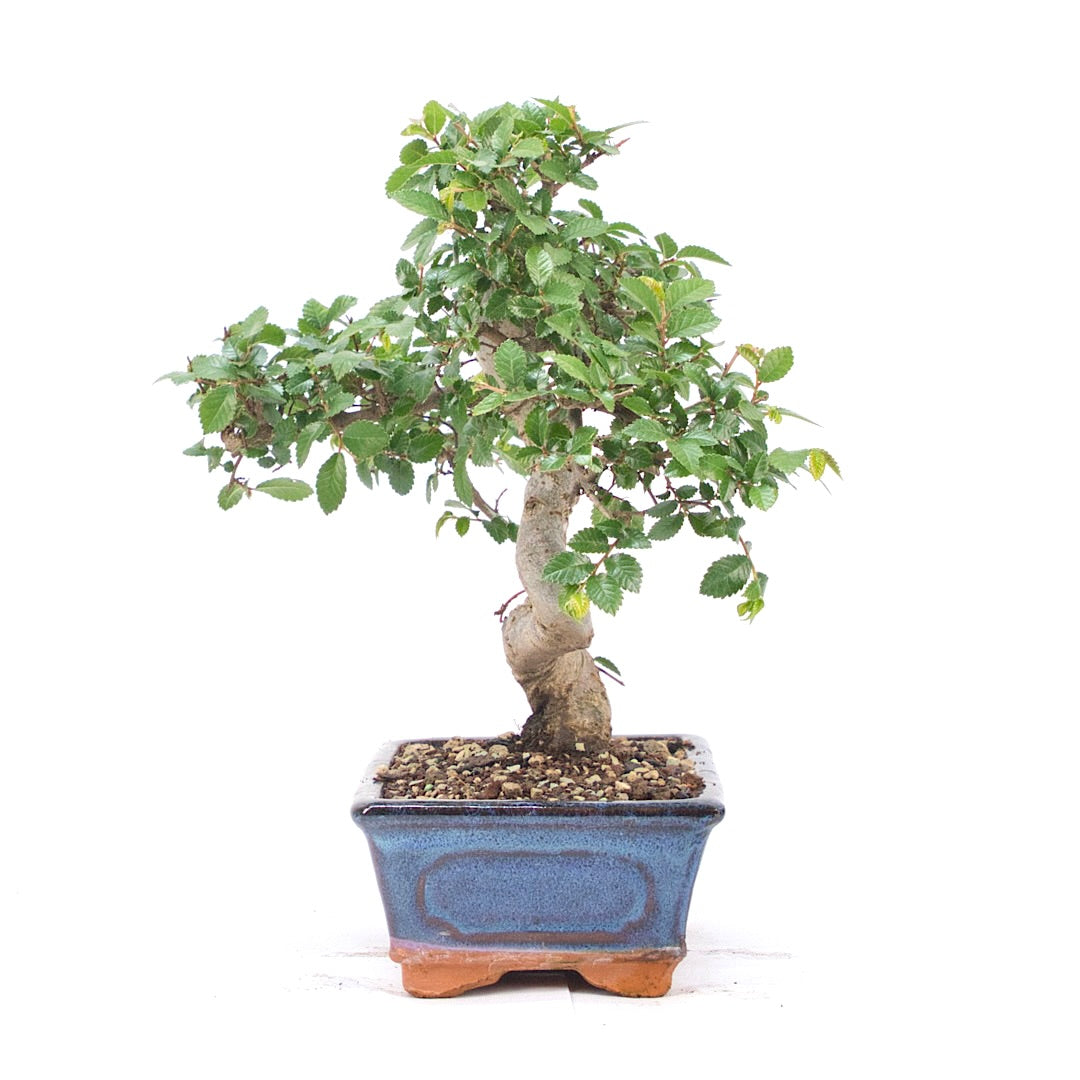 Chinesische Ulme 'Zelkova parvifolia'