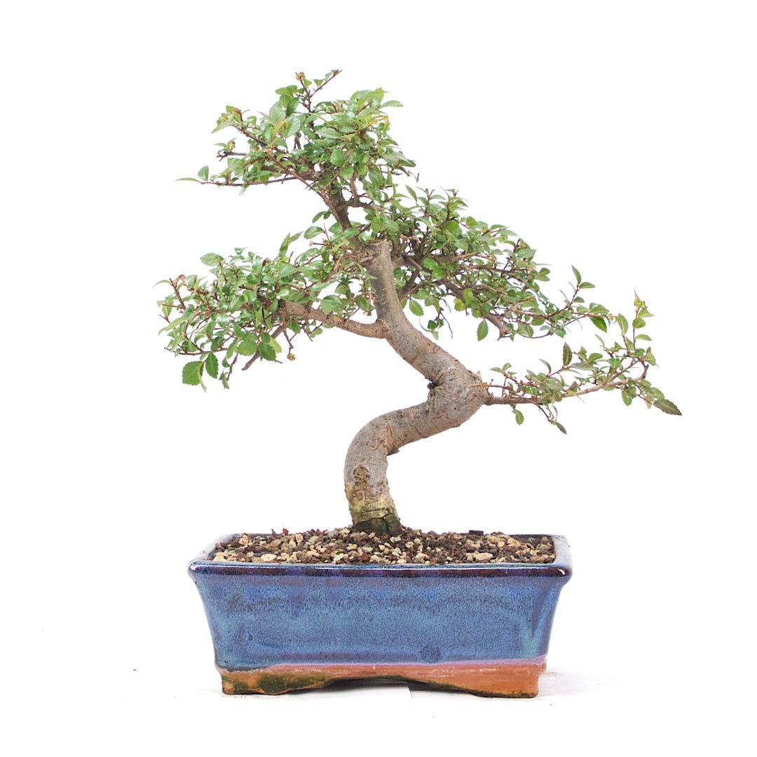 Chinesische Ulme 'Zelkova parvifolia'