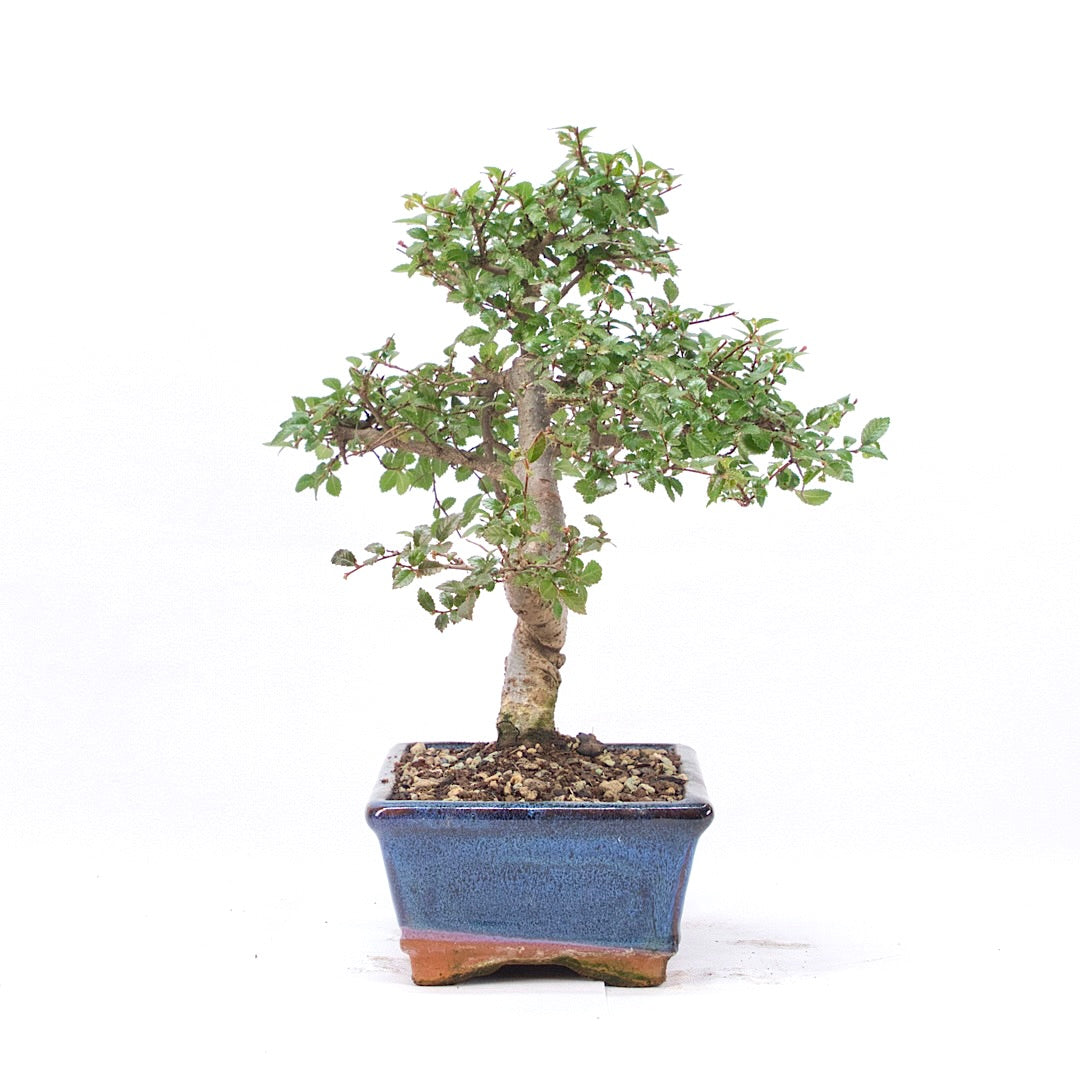 Chinesische Ulme 'Zelkova parvifolia'