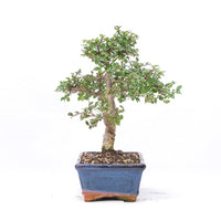 Chinesische Ulme 'Zelkova parvifolia'