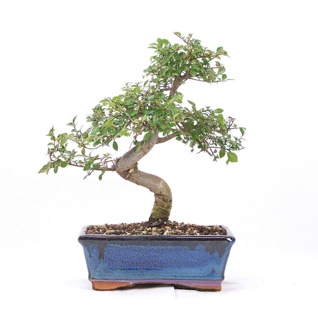 Chinesische Ulme 'Zelkova parvifolia'