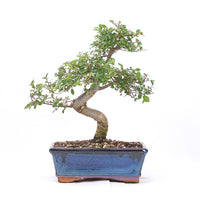 Chinesische Ulme 'Zelkova parvifolia'
