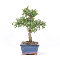 Chinesische Ulme 'Zelkova parvifolia'