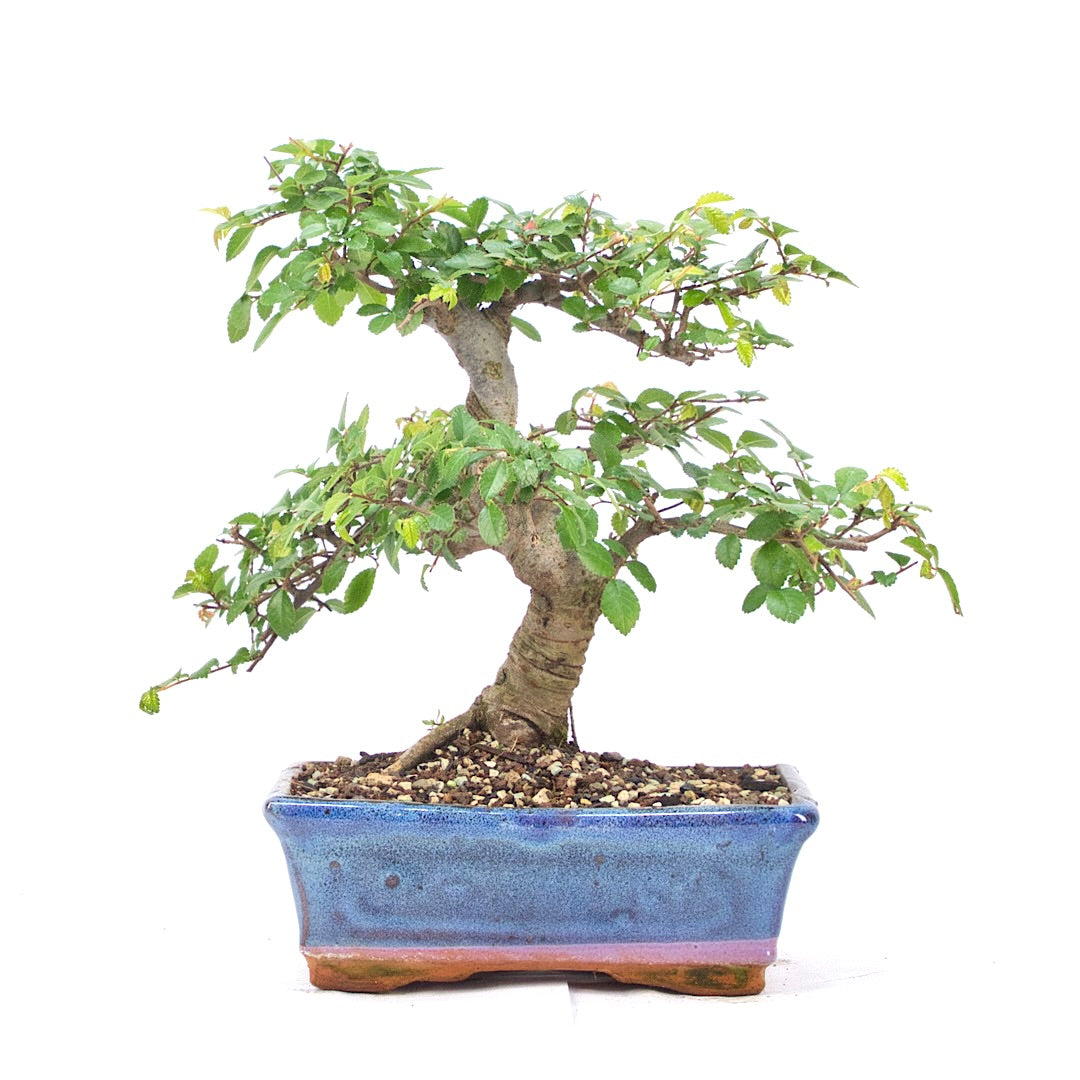 Chinesische Ulme 'Zelkova parvifolia'