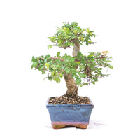 Chinesische Ulme 'Zelkova parvifolia'