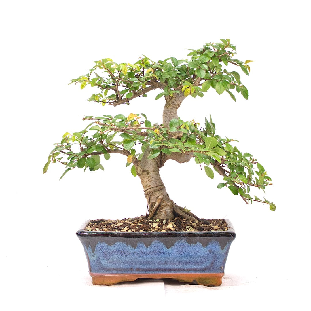 Chinesische Ulme 'Zelkova parvifolia'