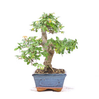 Chinesische Ulme 'Zelkova parvifolia'