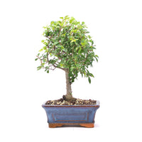 Chinesische Ulme 'Zelkova parvifolia'