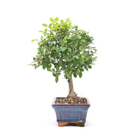 Chinesische Ulme 'Zelkova parvifolia'