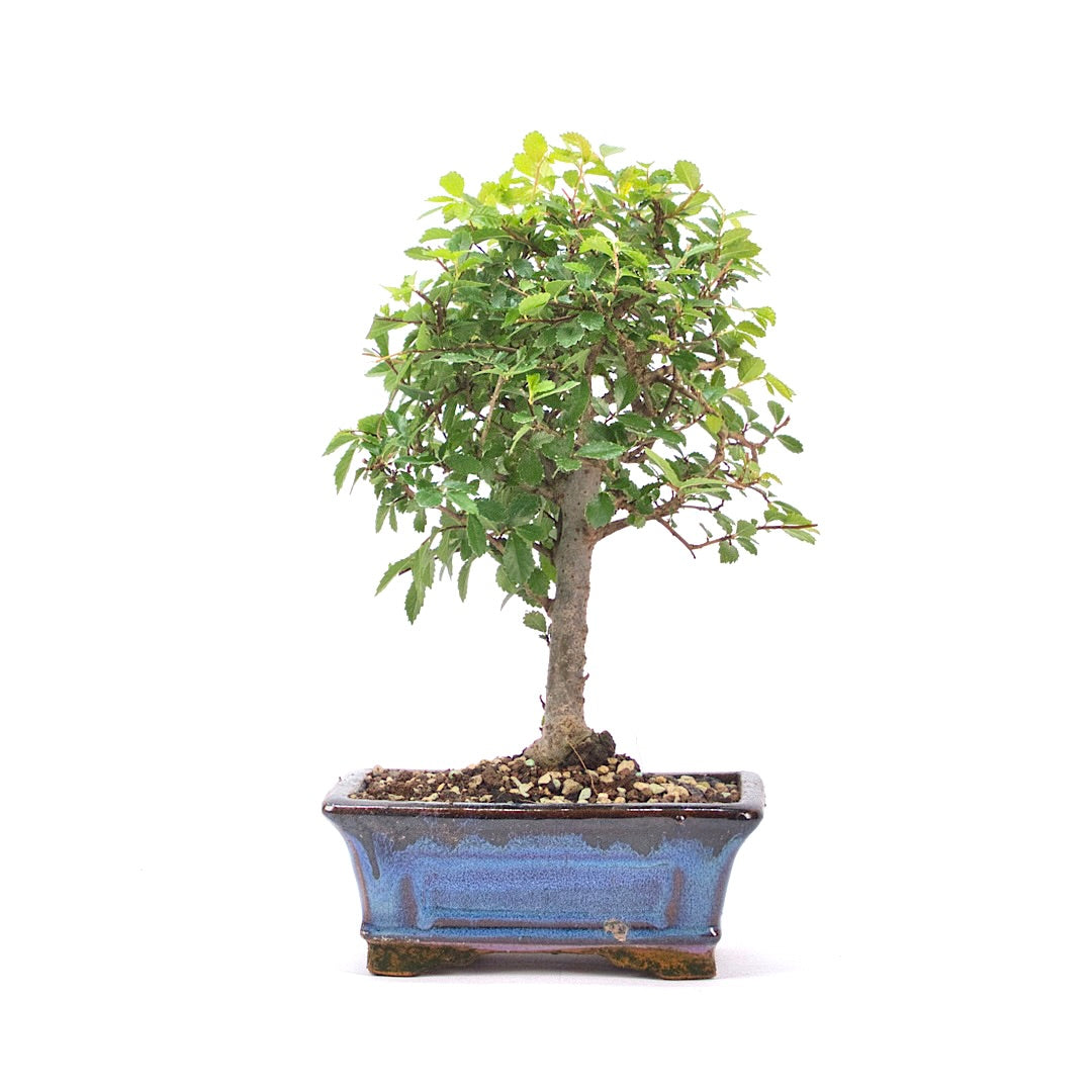 Chinesische Ulme 'Zelkova parvifolia'