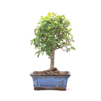 Chinesische Ulme 'Zelkova parvifolia'