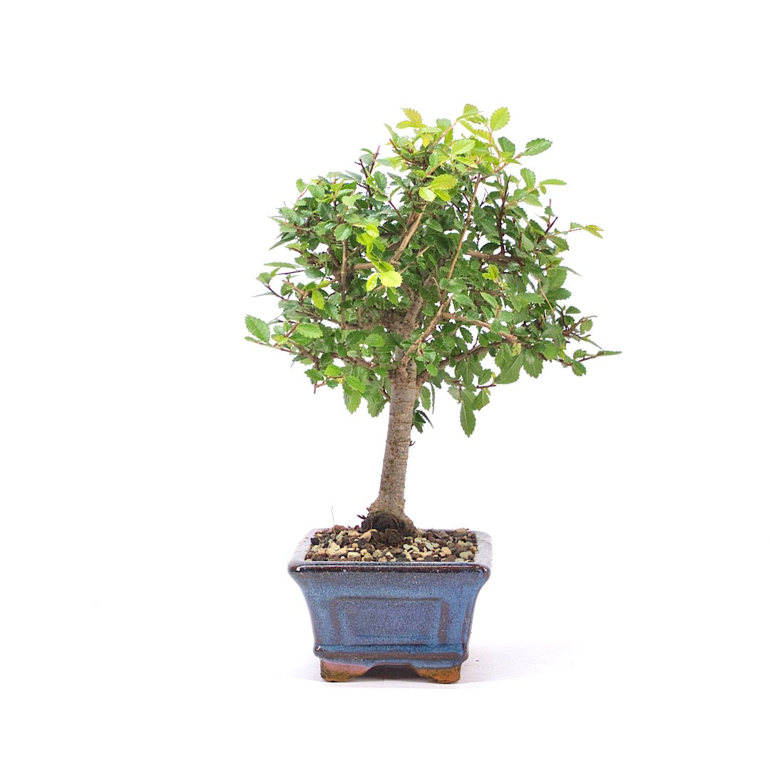 Chinesische Ulme 'Zelkova parvifolia'