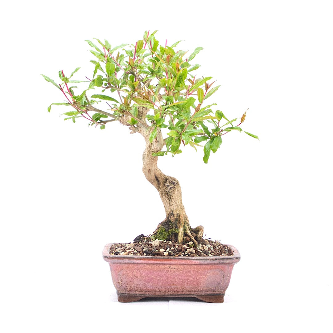 Granatapfel 'Punica granatum'