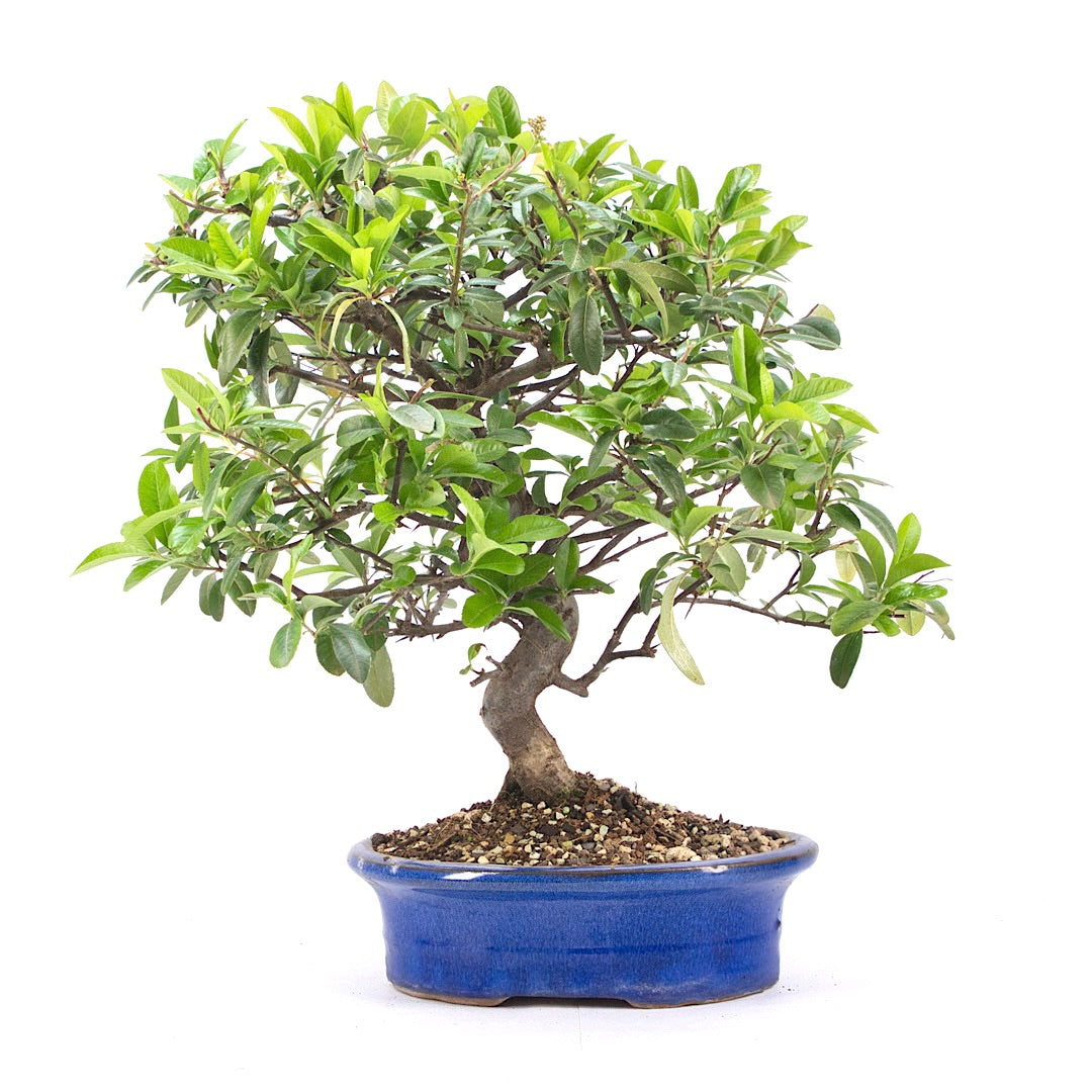Feuerdorn 'Pyracantha coccinea'