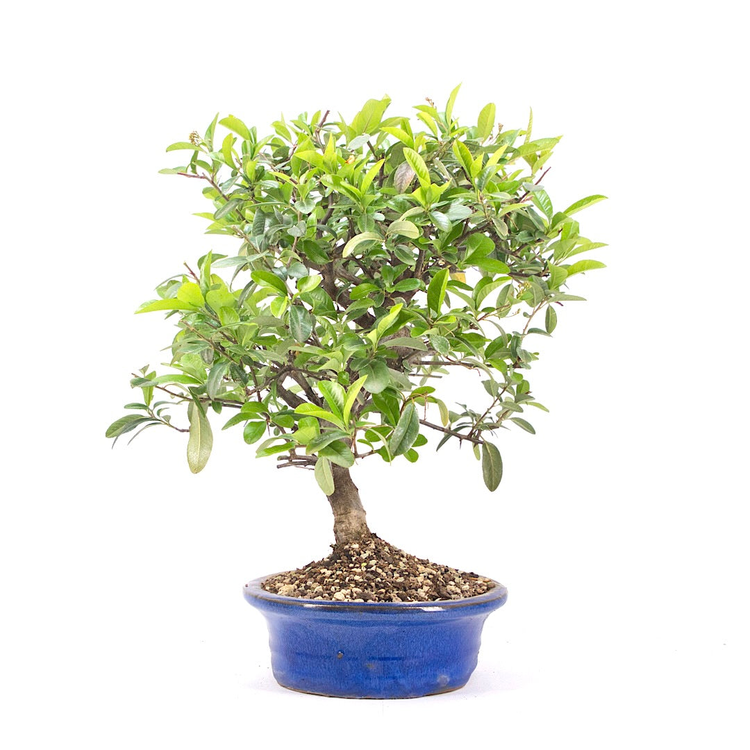 Feuerdorn 'Pyracantha coccinea'