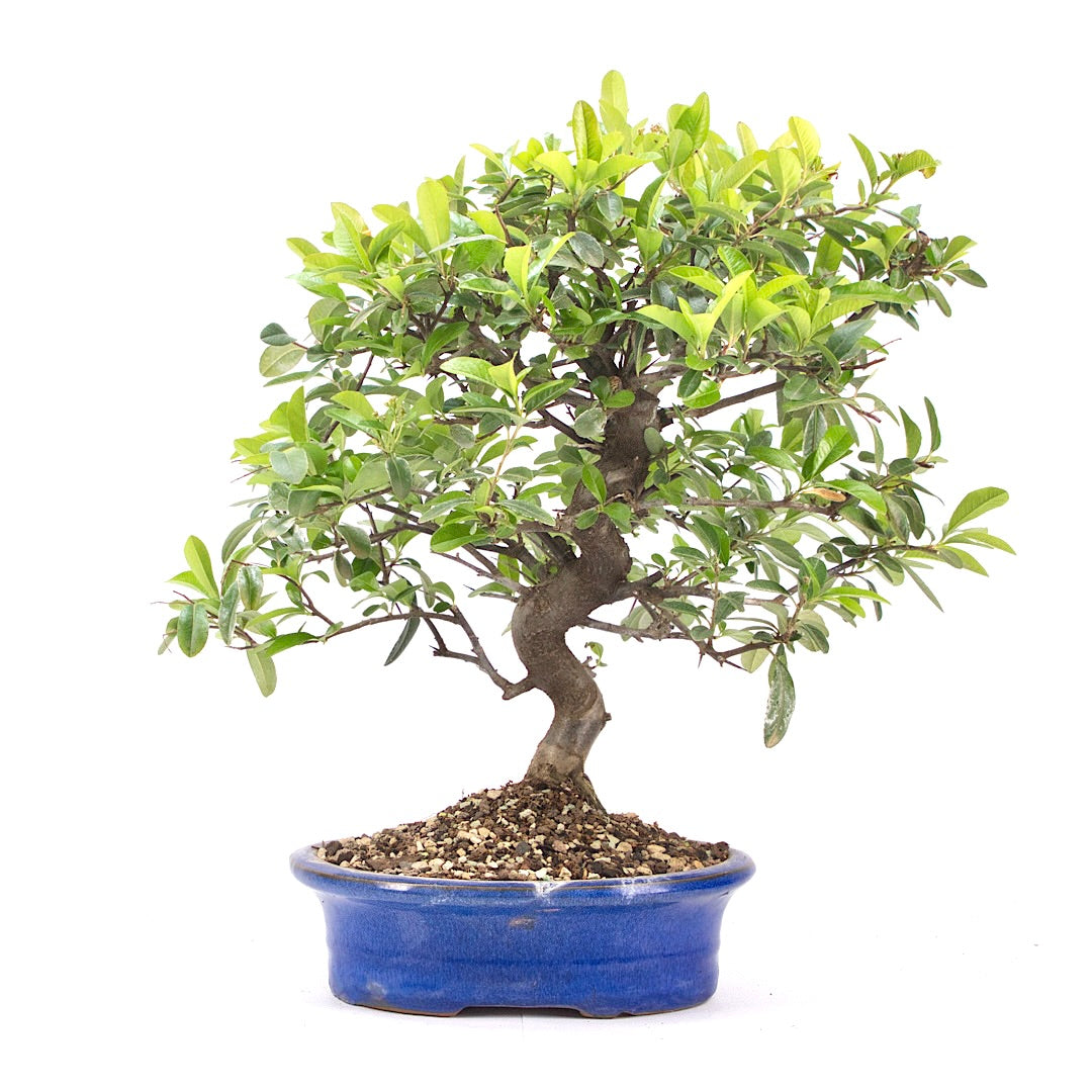 Feuerdorn 'Pyracantha coccinea'