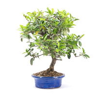 Feuerdorn 'Pyracantha coccinea'