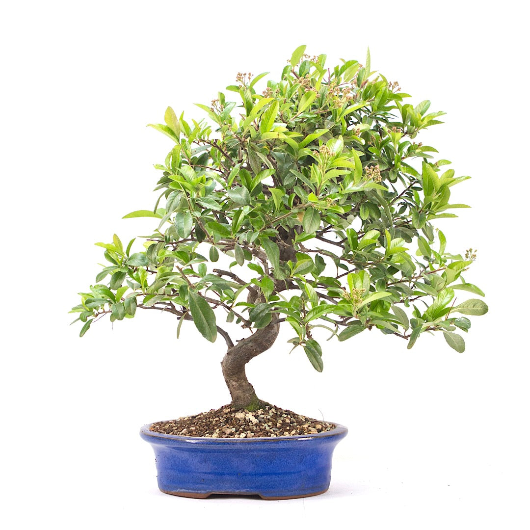 Feuerdorn 'Pyracantha coccinea'