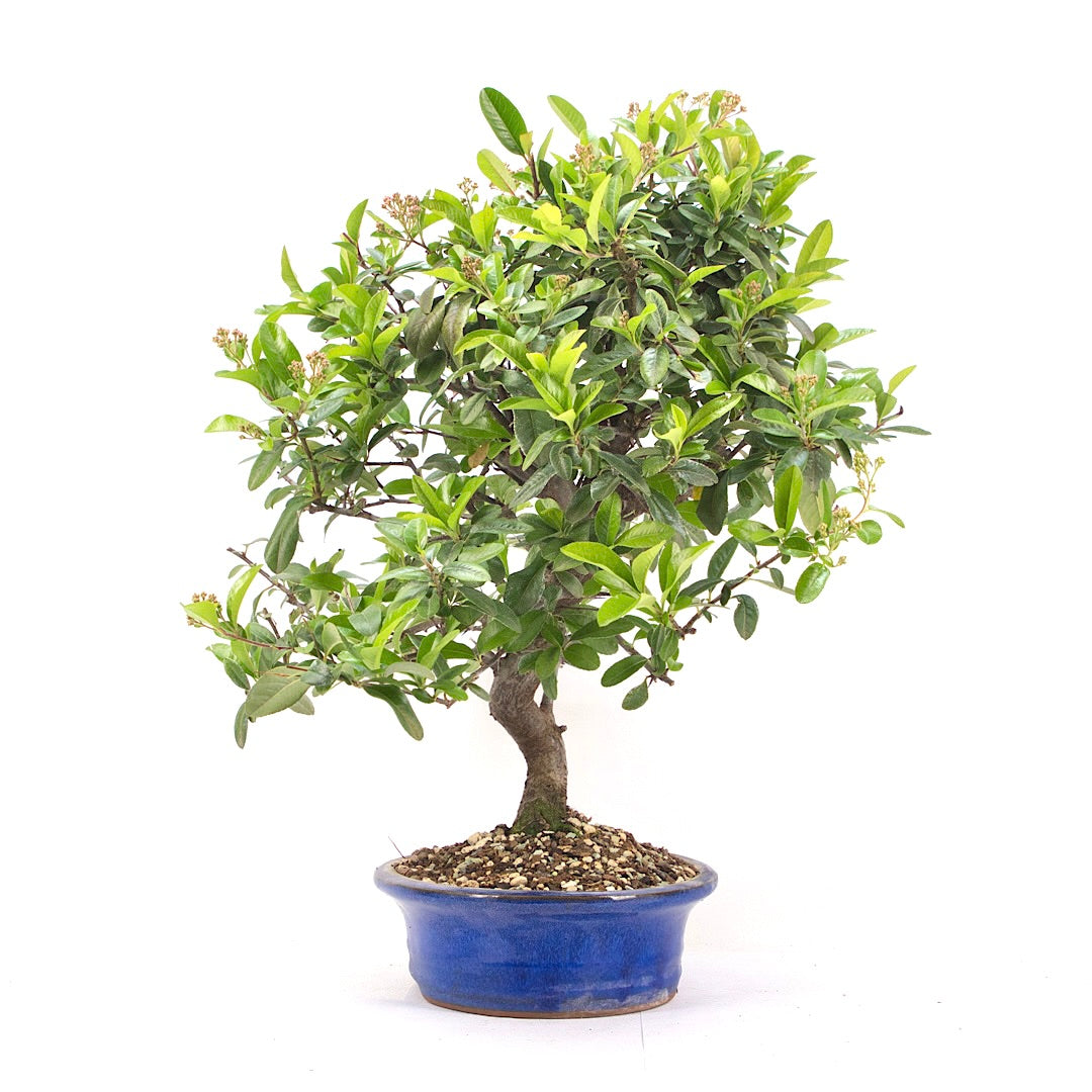 Feuerdorn 'Pyracantha coccinea'