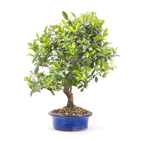 Feuerdorn 'Pyracantha coccinea'
