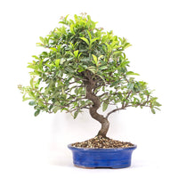 Feuerdorn 'Pyracantha coccinea'