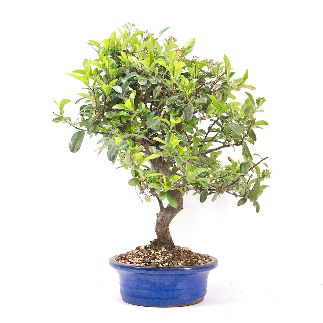 Feuerdorn 'Pyracantha coccinea'