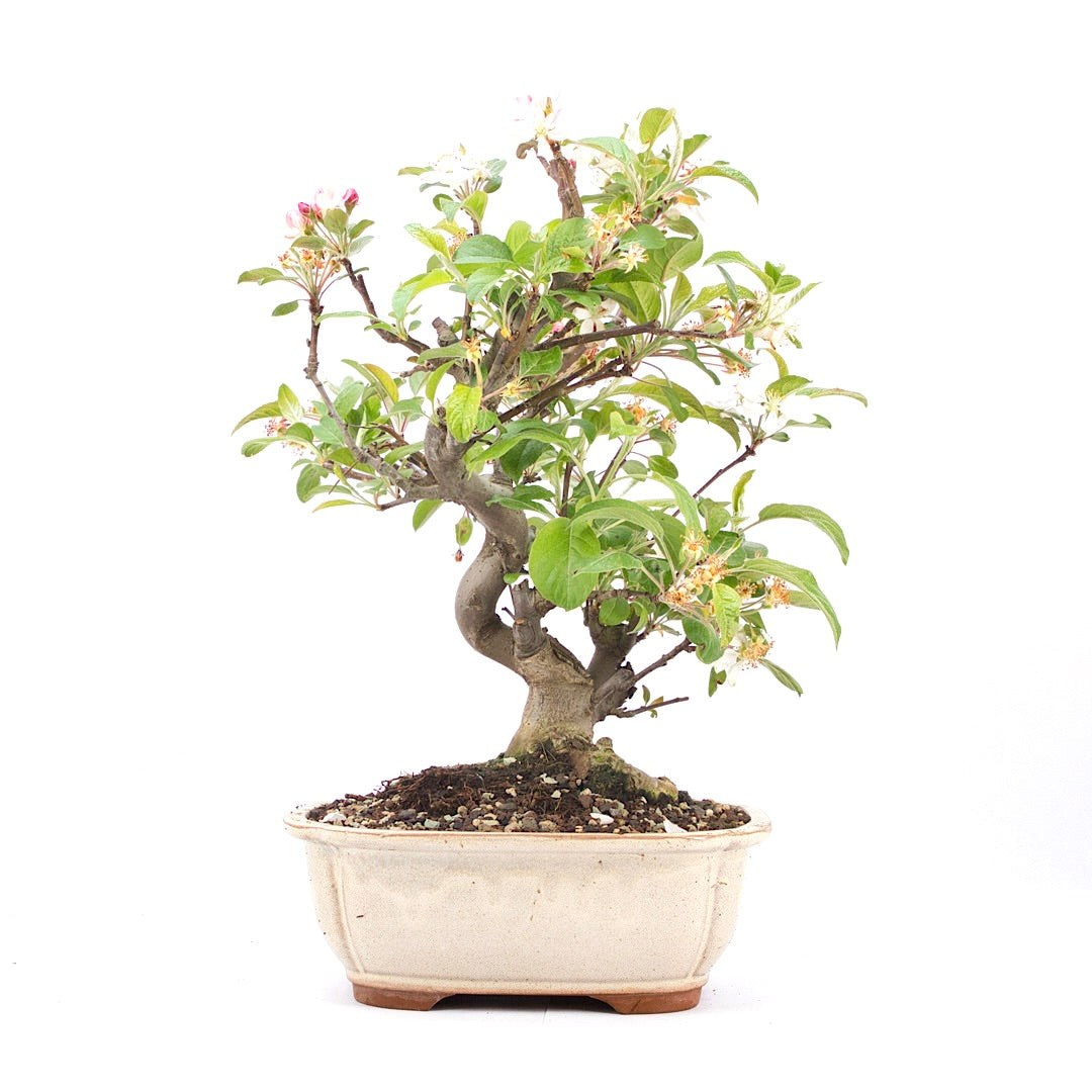 Zierapfel 'Malus spec.'