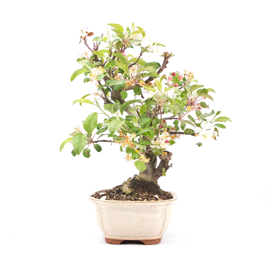 Zierapfel 'Malus spec.'
