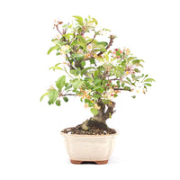 Zierapfel 'Malus spec.'