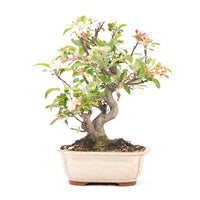 Zierapfel 'Malus spec.'