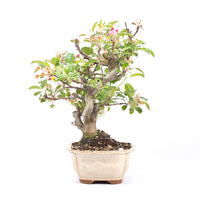 Zierapfel 'Malus spec.'