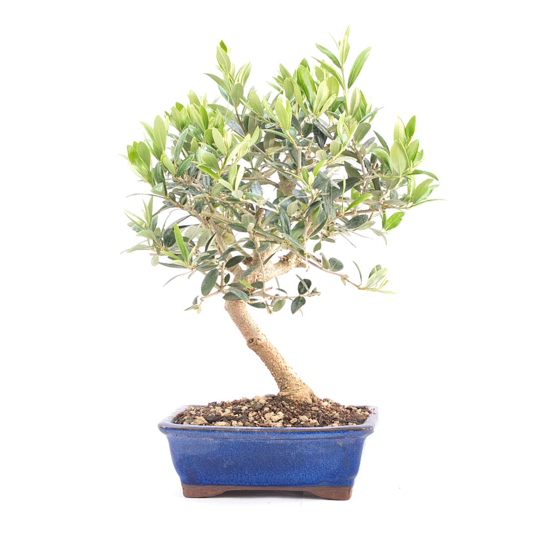 Olive 'Olea europaea'