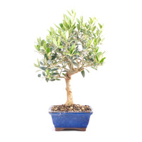 Olive 'Olea europaea'